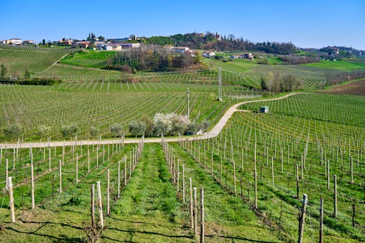 Harmony Vineyard Villas in Italy Emilia Romagna Countryside Bliss
